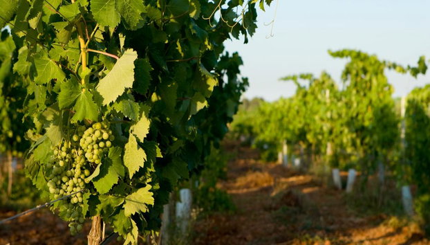 Visita alle Bodegas Angel con Degustazione di Vino - Foto 3